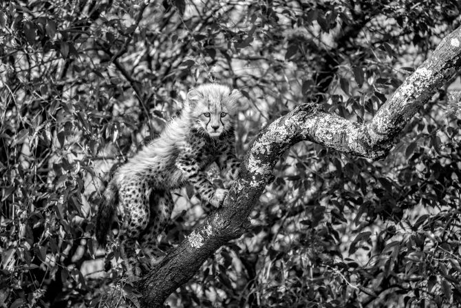 While filming for "The Way of the Cheetah," Beverly Joubert, a National Geographic explorer-in-residence, and husband Dereck Joubert spotted one of the more adventurous of the four cheetah cubs they were observing playing on the branches of a tree, almost completely camouflaged by the leaves around it.