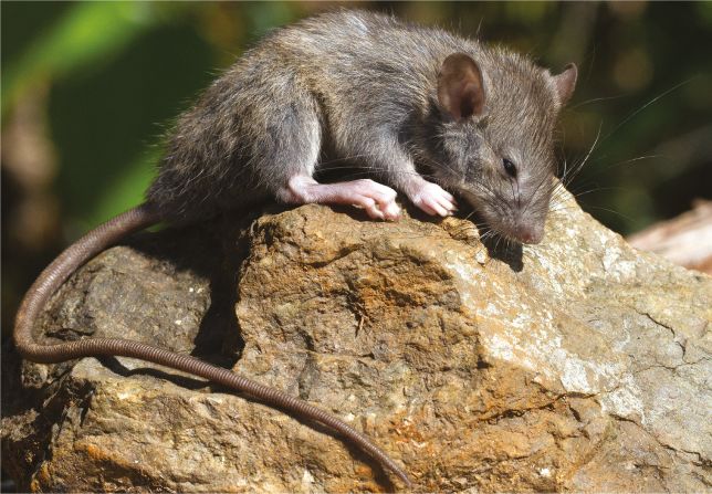 Rattus ombirah is a new Moluccan rat that is only found on the Indonesian island of Obi. It is smaller than other related species and has a long, dark tail.