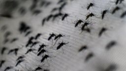 View of Aedes aegypti mosquitoes infected with the Wolbachia bacterium --which reduces mosquito transmitted diseases such as dengue and chikungunya by shortening adult lifespan, affect mosquito reproduction and interfere with pathogen replication-- at the Oswaldo Cruz foundation in Rio de Janeiro, Brazil, on October 2, 2014. The mosquitoes, when released, are expected to quickly infiltrate the insect population and stop the spread of the disease. Small-scale trials have already been conducted in communities in northern Australia.   