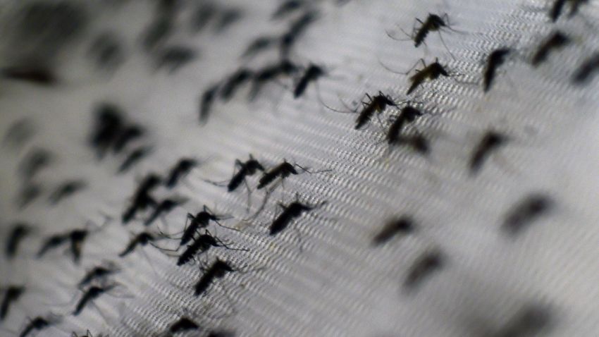 View of Aedes aegypti mosquitoes infected with the Wolbachia bacterium --which reduces mosquito transmitted diseases such as dengue and chikungunya by shortening adult lifespan, affect mosquito reproduction and interfere with pathogen replication-- at the Oswaldo Cruz foundation in Rio de Janeiro, Brazil, on October 2, 2014. The mosquitoes, when released, are expected to quickly infiltrate the insect population and stop the spread of the disease. Small-scale trials have already been conducted in communities in northern Australia.