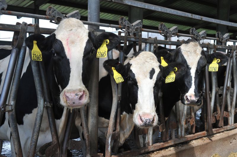 Chocolate milk definitely doesn't come from brown cows -- but some ...