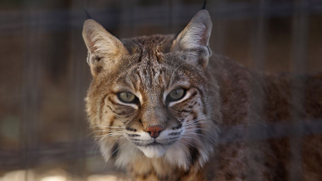 <strong>Illinois:</strong> Bobcats are now considered fair game during hunting season.