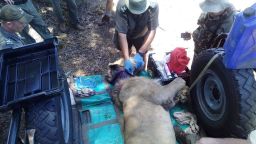 Rescuers tranquilize and remove a snare from a wounded lion's neck.