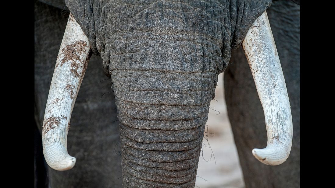 Elephants use their tusks for stripping bark from trees, digging and, occasionally, for battle. Human demand for ivory has seen elephant numbers in Selous drop in recent years. 