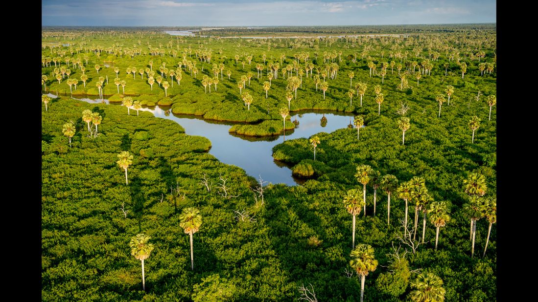 Borassus palms rise from the swamps between the Rufiji River and the northern lakes. The palms can grow up to 30 meters high. 
