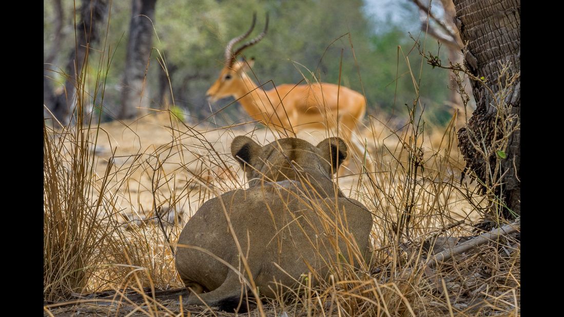 A lioness, well camouflaged in the dry savannah, stalks an unsuspecting gazelle. There are more lions in the Selous than any other protected area in Africa. 