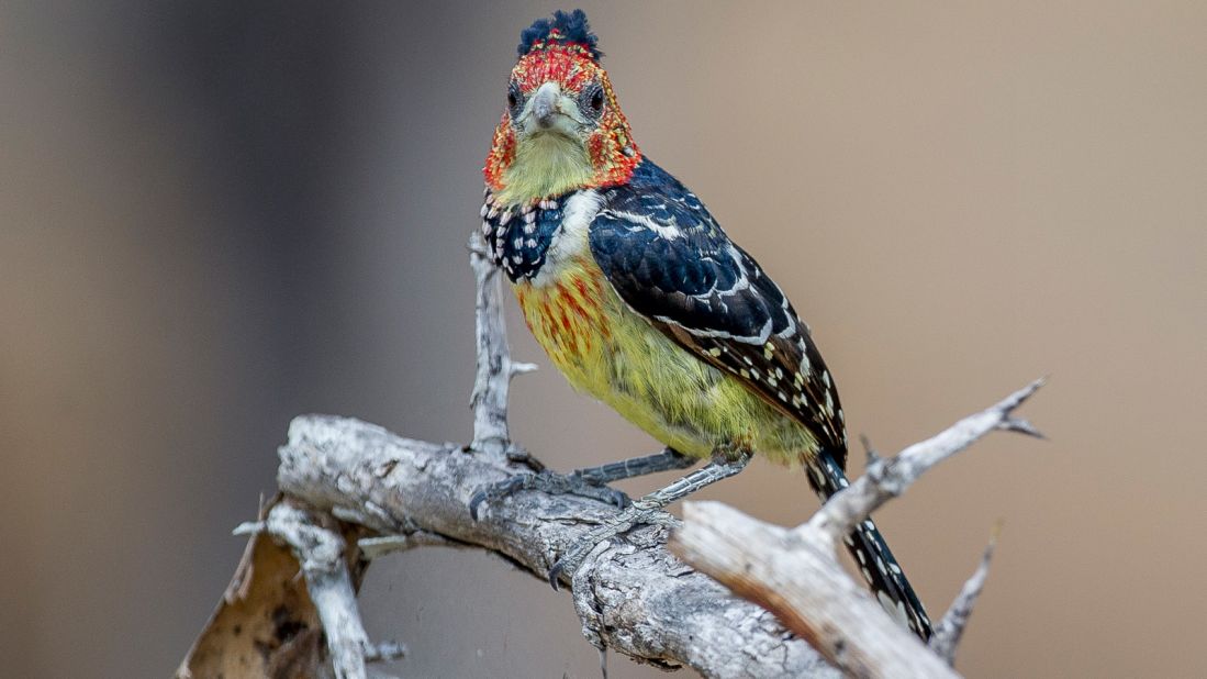 The crested barbet is an aggressively territorial bird. They've been known to chase off other barbets, doves and larger birds, as well as rats and snakes. 
