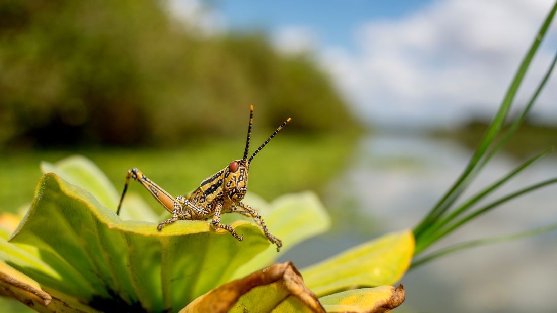 The aptly named elegant grasshopper appears by the thousands along the edges of the rivers and lakes in the northern Selous. It feeds on toxic plants, storing the toxins in its body as a defense against predators. 