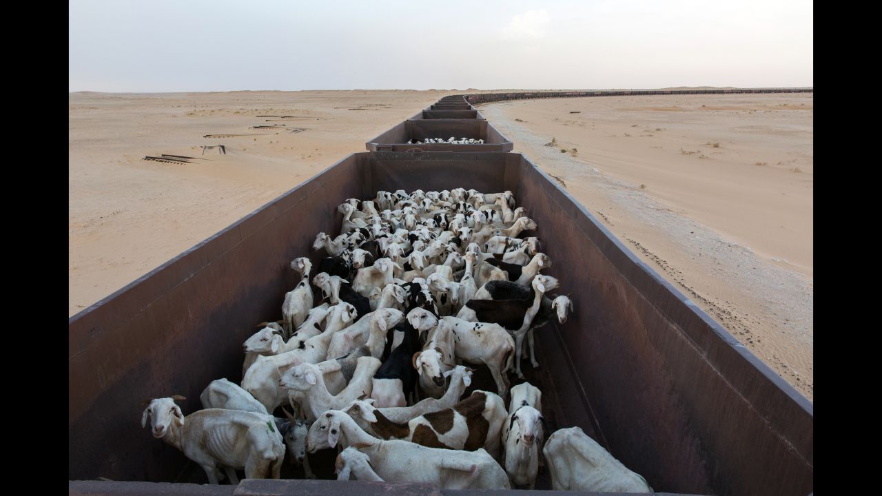 Wagons are loaded with livestock before the start of a journey.