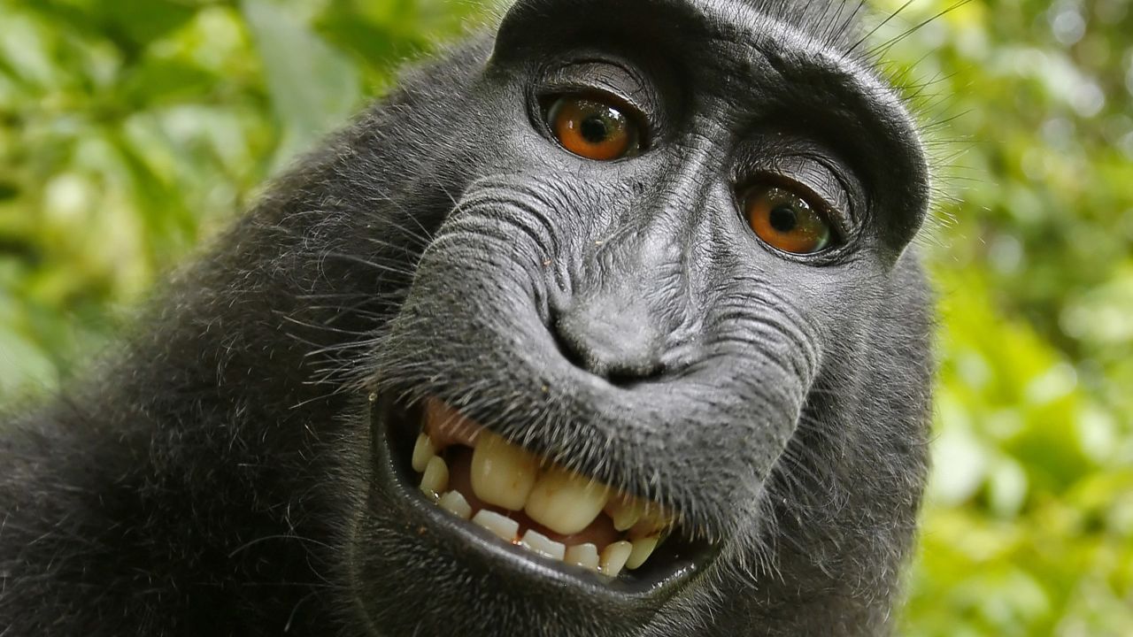 This 2011 selfie was the subject of PETA's lawsuit claiming Naruto the monkey was entitled to copyright protection.