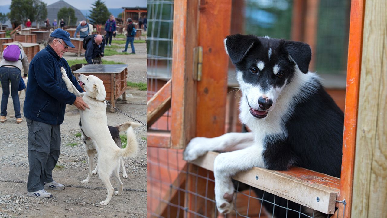 About 200 miles (350 kilometers) north of the Arctic Circle, the northern Norwegian city of Tromso is home to approximately 70,000 people. The Tromso Wilderness Center, on nearby Kvaloya Island, is home to over 250 fully grown huskies and puppies, offering visitors a chance to go dog sledding during winter months.<br />