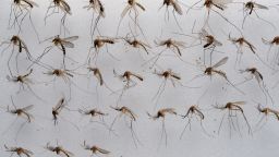 Common house mosquitoes (Culex pipiens) wait to be examined in a laboratory of the Friedrich-Loeffler-Institute on the Baltic Sea island of Riems near Greifswald, northeastern Germany, on July 27, 2012. In Germany, 49 different mosquito species can be found, but recently some exotic species able to pass pathogenic agents of Dengue fever, Chikungunya or Yellow fever were discovered in the country. AFP PHOTO / STEFAN SAUER GERMANY OUT (Photo credit should read STEFAN SAUER/AFP/GettyImages)