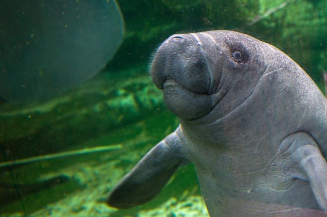Citing significant improvements in its population and habitat conditions and reductions in direct threats,<br />the U.S. Fish and Wildlife Service proposed downlisting the <strong>West Indian manatee</strong> from "endangered" to "threatened" under the Endangered Species Act. 