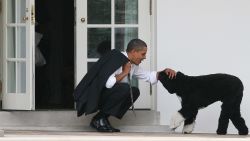 WASHINGTON - MARCH 15:  U.S. President Barack Obama pets his dog Bo outside the Oval Office of the White House March 15, 2012 in Washington, DC. Obama spoke today at Prince Georges Community College about energy.  (Photo by Martin H. Simon-Pool/Getty Images)