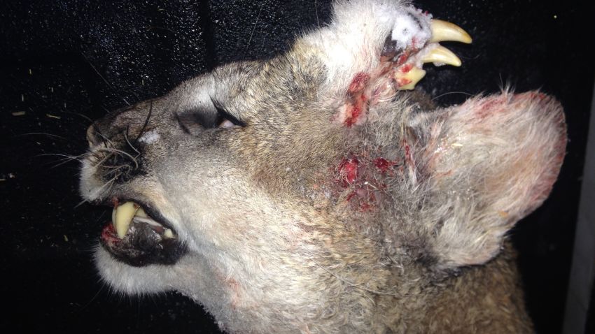 The Idaho Fish & Game Department released a photo of a mountain lion that had a strange deformity on its forehead late Thursday night. The mountain lion was legally hunted and killed by a hunter in Southern Idaho on December 30th and was subsequently reported to the Idaho Fish & Game Department and the following release was issued.