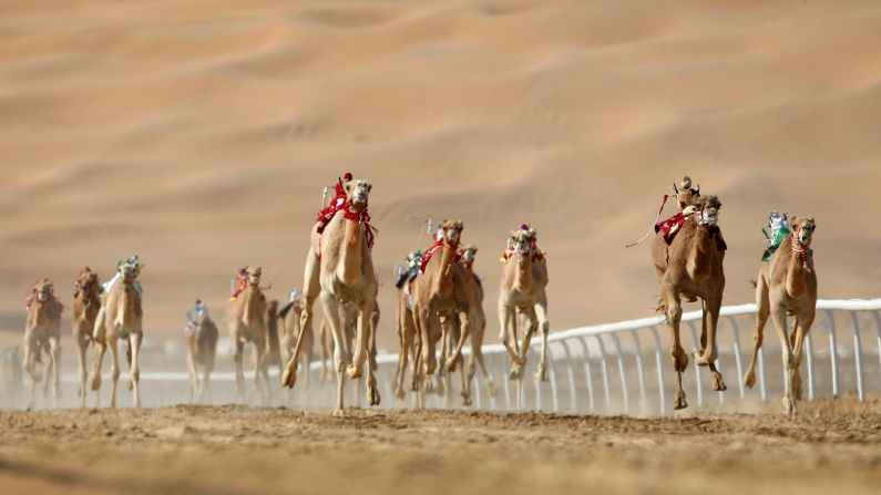 Camels race in the United Arab Emirates on Tuesday, January 5. 