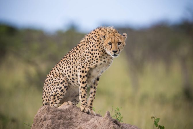 The Kenyan government hopes to attract more tourists with this initiative by showcasing the types of animal interactions available on a typical safari. 