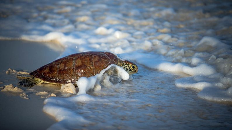 An underwater camera on the turtle's back will capture the turtle's journey along the reef. 