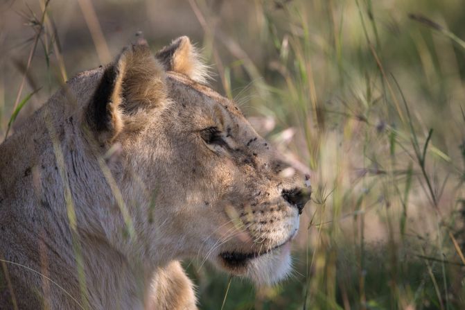 Though spotting wildlife isn't necessarily difficult during the day (though it does require patience), few can experience the interaction between species at night. 