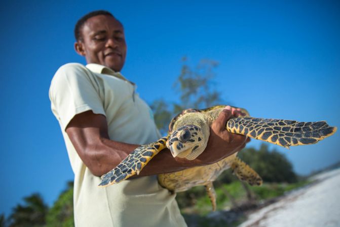 <strong>Hawksbill turtle -- </strong>The <a href="https://wwf.panda.org/knowledge_hub/endangered_species/marine_turtles/hawksbill_turtle/" target="_blank" target="_blank">World Wide Fund for Nature</a> lists loss of nesting and feeding habits, excessive egg collection, fishery-related mortality, pollution and coastal development among the threats hawksbills face. <a href="https://www.seaturtlestatus.org/hawksbill#:~:text=Cart%200-,Hawksbill,for%20use%20in%20tortoiseshell%20jewelry" target="_blank" target="_blank">SWOT </a>says hawksbills  in the Eastern Pacific are "probably the most endangered sea turtle population in the world."