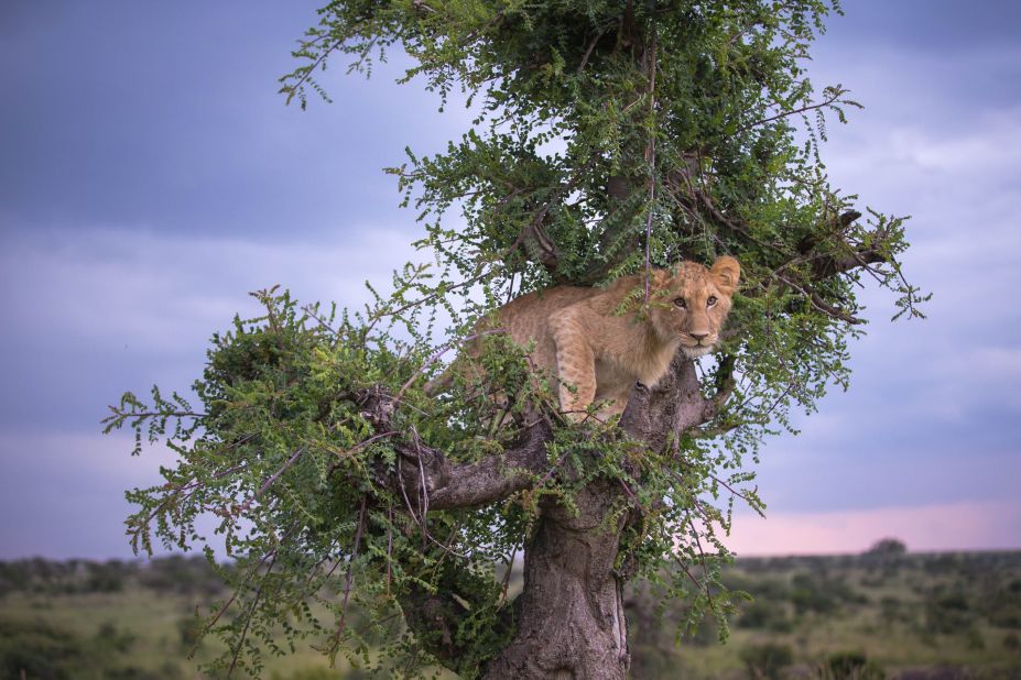 The camera crew say the managed to capture several spontaneous and surprising moments, like when a six-month-old lion attempted to climb a tree to hide out from a thunderstorm in Kenya's Olare Motorogi Conservancy.