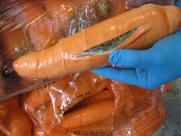 Border Patrol officers seized nearly half a million dollars' worth of marijuana concealed in carrot-shaped packaging. 