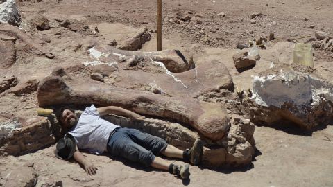 Femur bone of dinosaur discovered in Patagonia.