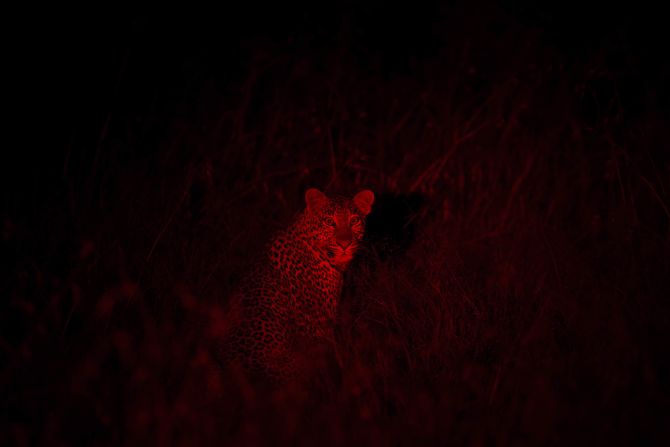 Kenya's Ministry of Tourism recently launched #KenyaLive, which enables internet users the world over to view big cats interacting in real-time via Twitter's Periscope app. At night, the film crew use infrared cameras to capture the animals in their natural habitat. 