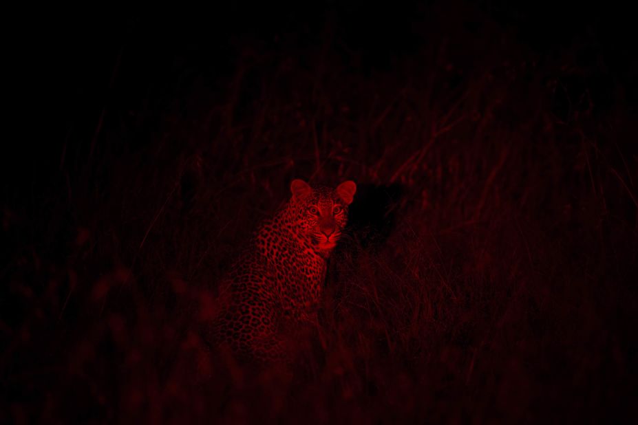 Kenya's Ministry of Tourism recently launched #KenyaLive, which enables internet users the world over to view big cats interacting in real-time via Twitter's Periscope app. At night, the film crew use infrared cameras to capture the animals in their natural habitat. 