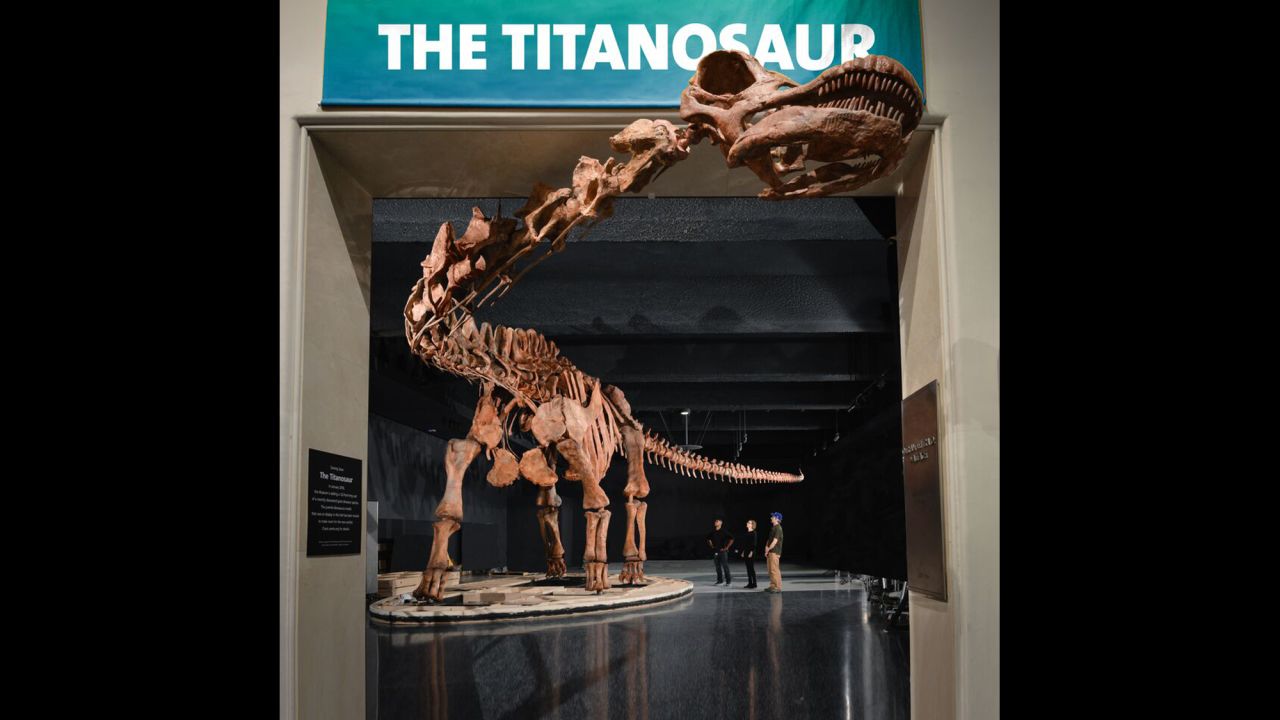 The <a href="http://www.amnh.org/exhibitions/the-titanosaur" target="_blank" target="_blank">American Museum of Natural History</a> opens the exhibit on Friday. It will feature some of the real fossils. 