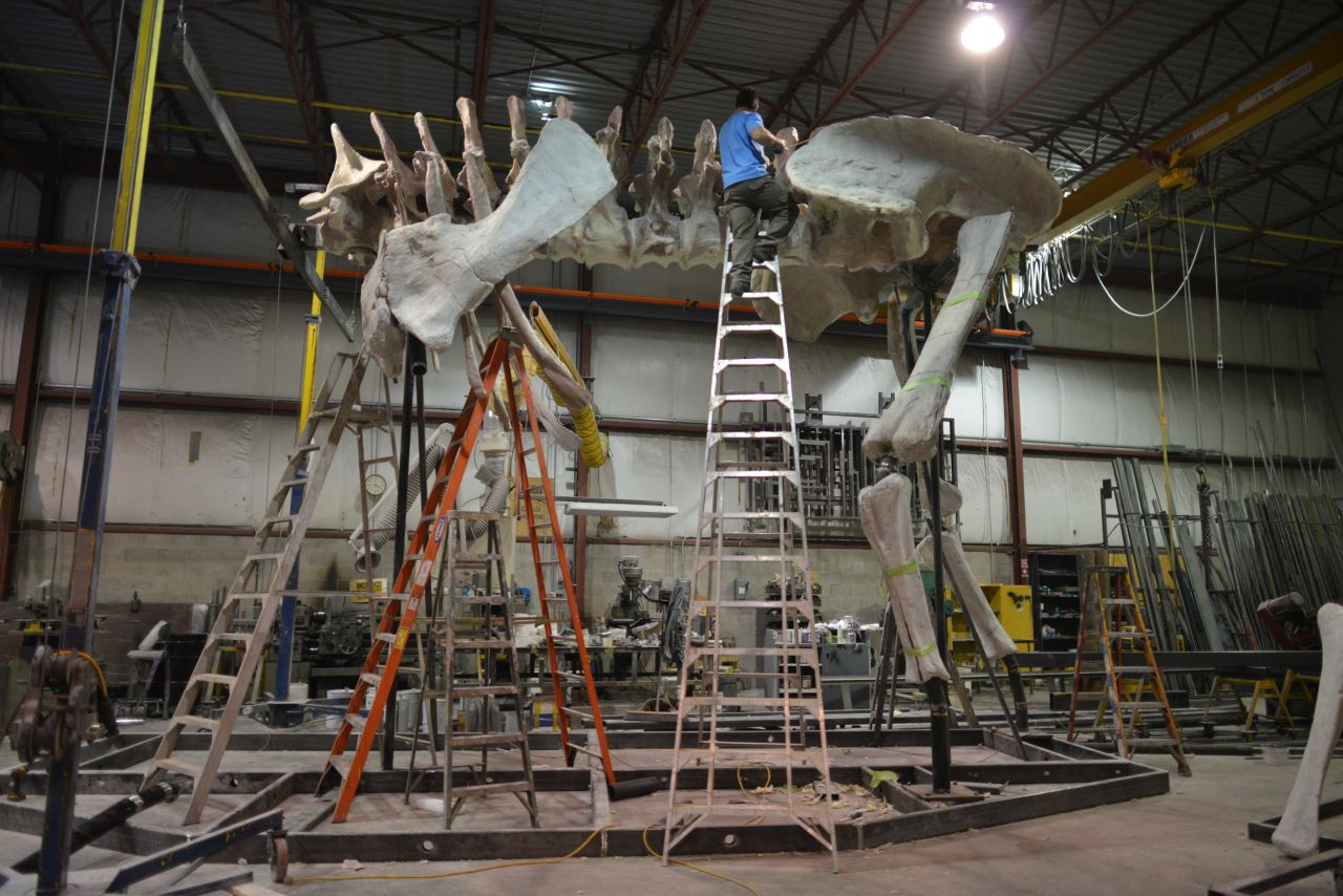 Based on the size of its front limb, scientists think this titanosaur would have stood 20 feet from the ground to its shoulder, according to the American Museum of Natural History.
