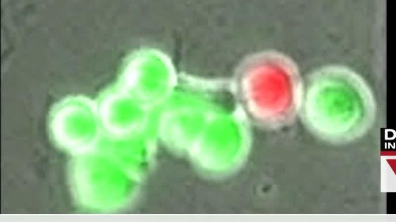 Scientists Are Excited A Breakthrough In Cancer Vaccine Research - p82yvch