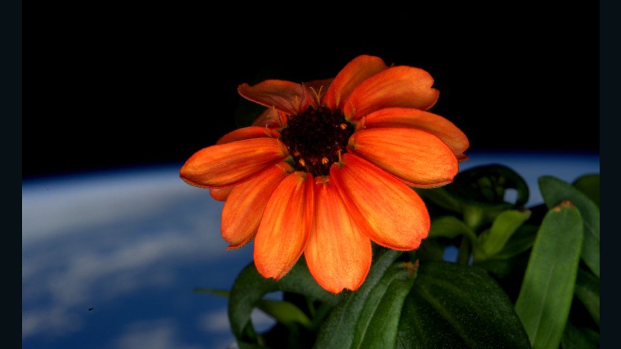 Astronaut Scott Kelly tweets a photo of a zinnia flower in full bloom in space.