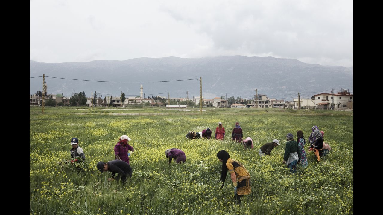 Young refugees work in the Bekaa Valley of Lebanon.