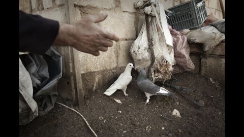 Birds outside a refugee camp in the Bekaa Valley.