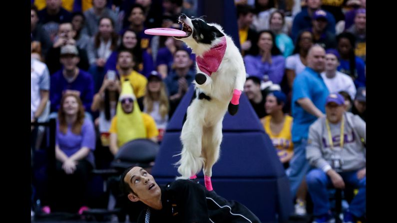 A dog performs at halftime of a college basketball game in Baton Rouge, Louisiana, on Wednesday, January 13.