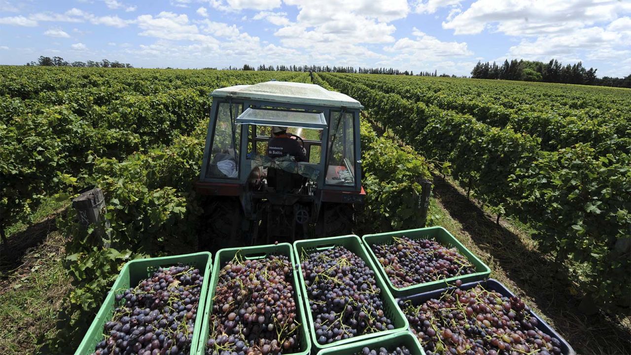 Uruguay is South America's fourth largest wine producer, with the majority of its vineyards and wineries located in the hills north of Montevideo. 