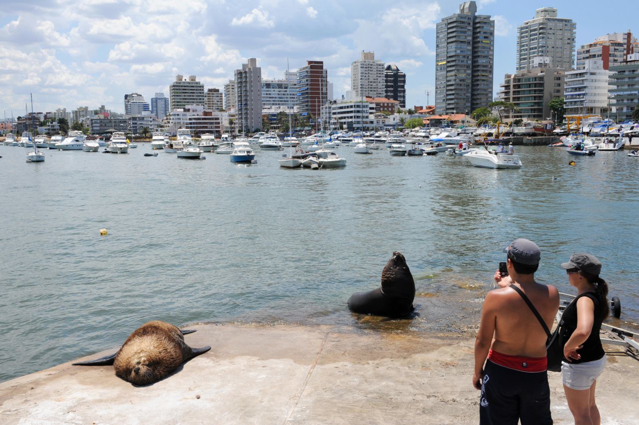 Isla de Lobas, just southeast of Punta del Este, is home to South America's largest colony of sea lions. Some of the "residents" are seen here hanging out at Punta del Este's marina. 