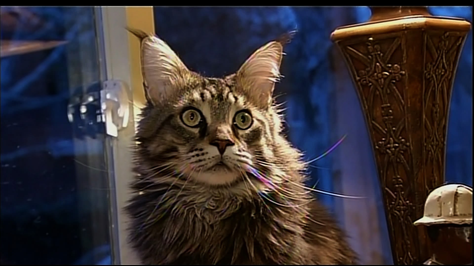 Meet Spock, the housecat mistaken for a bobcat | CNN