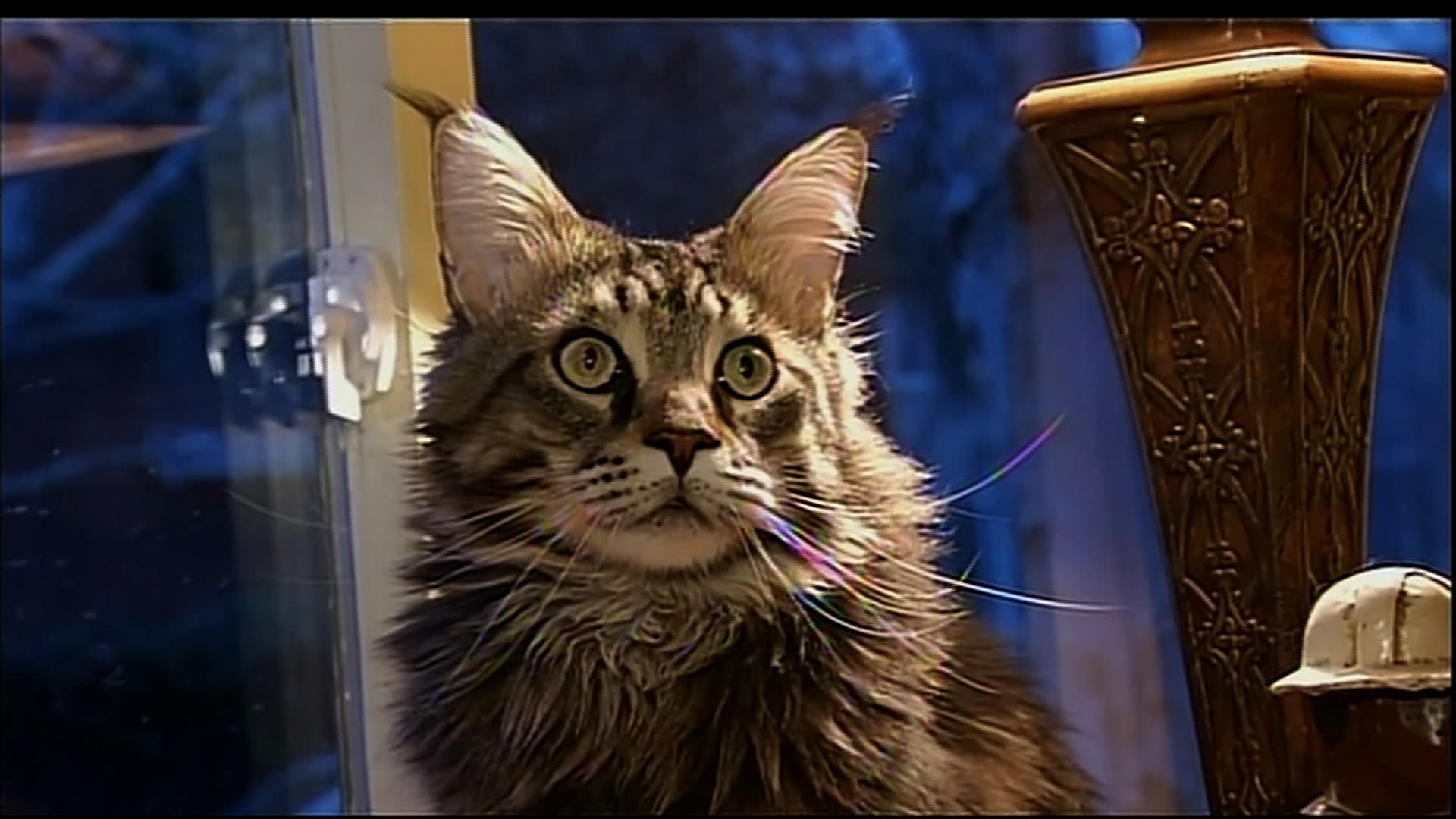 Meet Spock, the housecat mistaken for a bobcat | CNN Meet Spock, the housecat mistaken for a bobcat | CNN