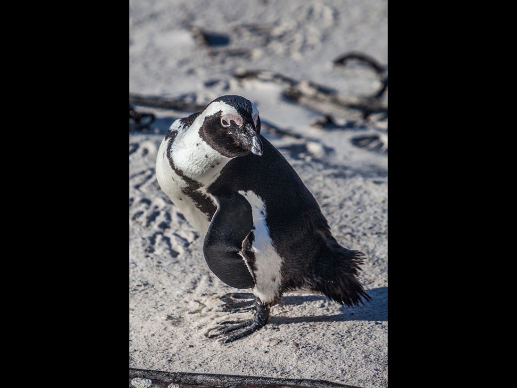 The warmer climes of coastal South Africa and Namibia are home to the African or jackass penguin. Boulders Beach near Cape Town, South Africa, is a popular destination for penguin spotting. 