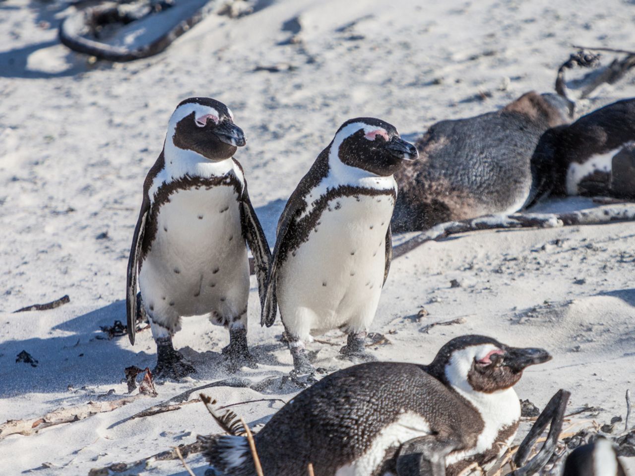 African penguins are listed as an endangered species. Their decreasing population is spurred by loss of nesting grounds due to guano removal by humans, as well as a decreasing food supply as a result of overfishing. 