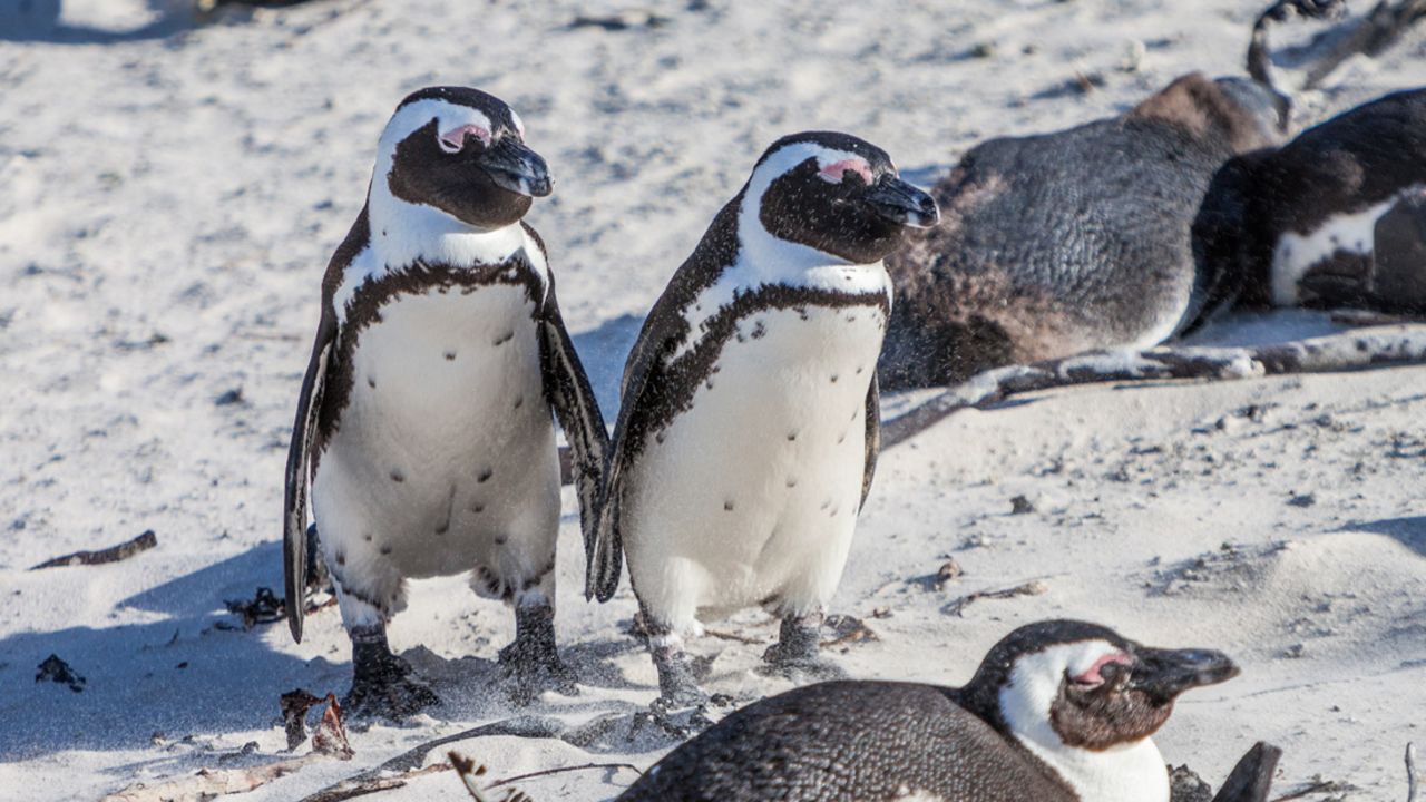 The African penguin is native to the coasts of South African and Namibia.