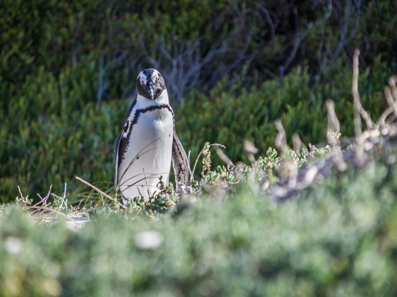 Unlike the highly mobile penguins in Antarctica, African penguins breed, nest and feed in the same area instead of traveling hundreds of miles between sites. They build nests under boulders or bushes or burrows dug from their own guano. 