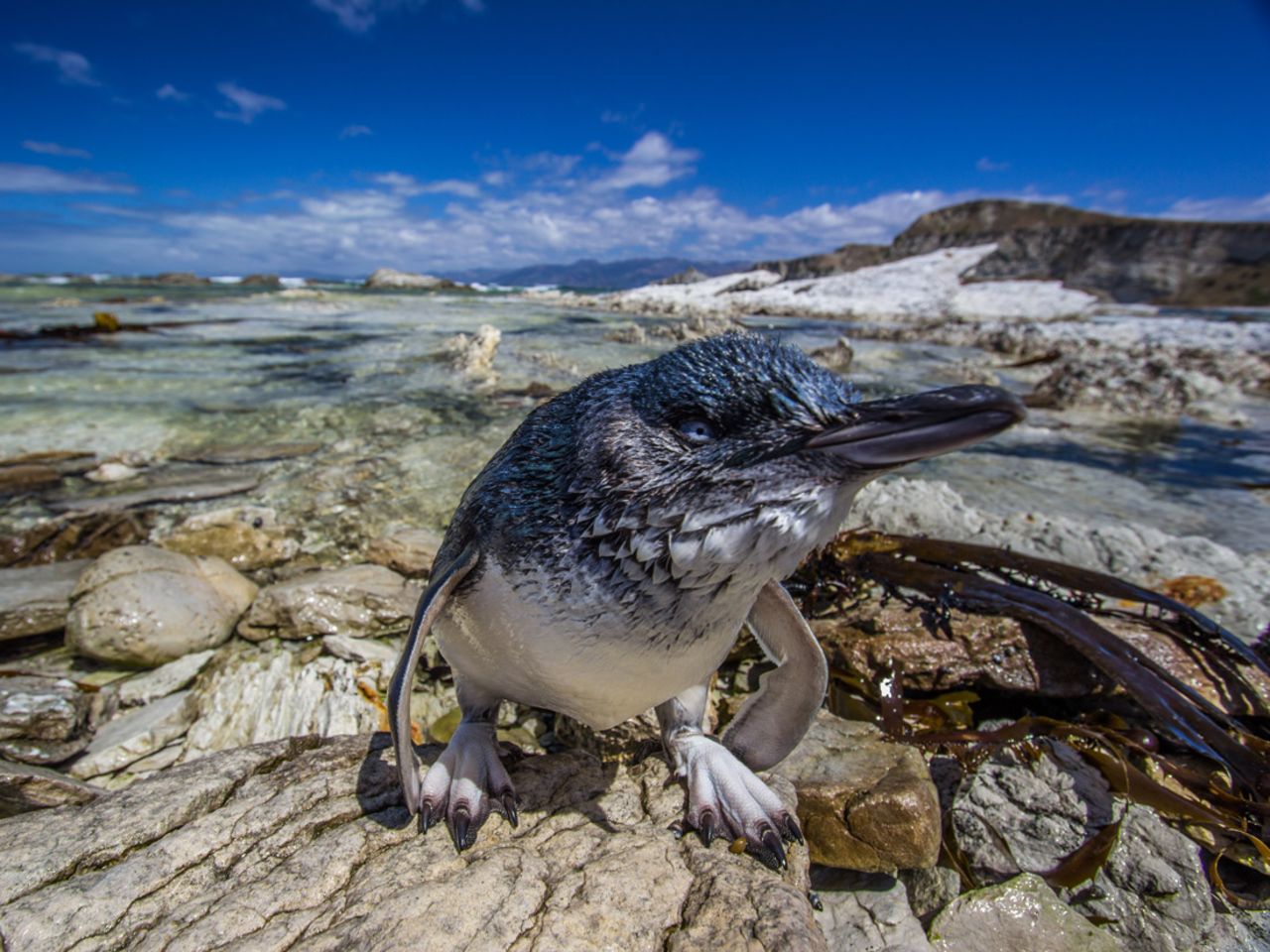 The little penguin, also known as the fairy or blue penguin, can be found on the coasts of New Zealand and southern Australia. They're the smallest of all penguins, weighing just a kilo or two and topping out at just over 30 centimeters tall. 