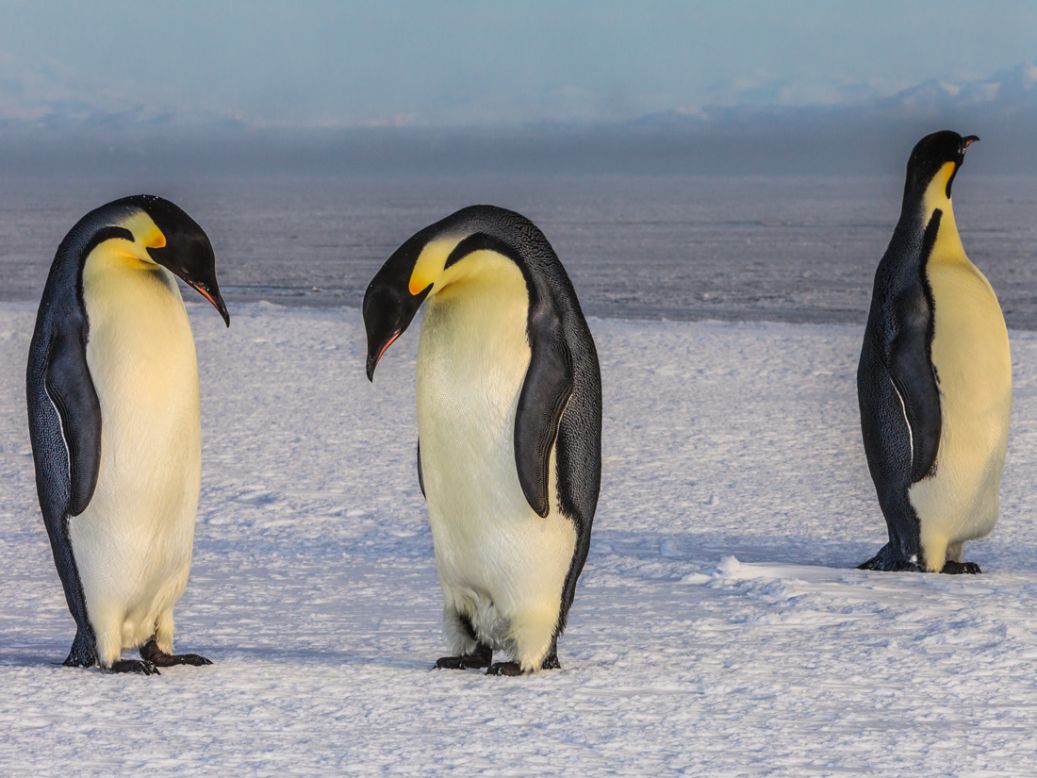 There are 17 species of penguin, with emperor penguins being the largest. They weigh up to 45 kilos (100 pounds) and grow to 120 centimeters (48 inches) tall. These three are pictured on sea ice at McMurdo Sound in Antarctica. 