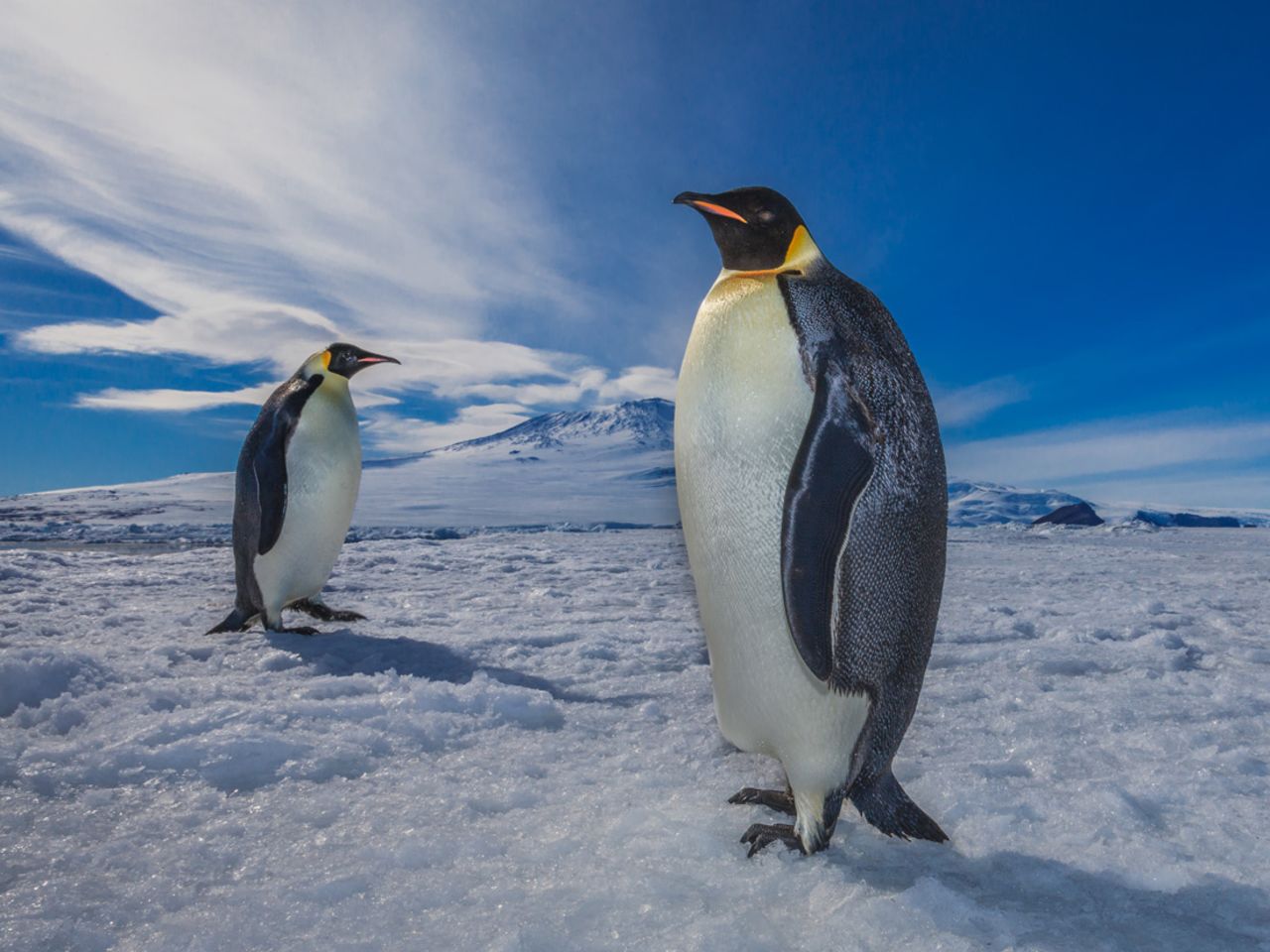 Around the globe, penguins are at risk of extinction due to overfishing and man-made changes to their breeding grounds.<br /><br /><em>Ben Adkison is a freelance photographer based in Montana. His photos from remote corners of the world can be found on </em><a href="https://www.facebook.com/BenAdkisonPhotography" target="_blank" target="_blank"><em>Facebook</em></a><em> and his </em><a href="http://www.benadkisonphotography.com/" target="_blank" target="_blank"><em>website</em></a>.
