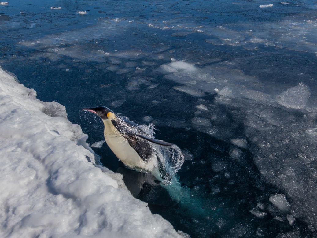 As with most polar species, penguins are feeling the effects of climate change. Ice melt is changing their breeding grounds and overfishing and ocean acidification is affecting their food sources of fish, squid and krill. 