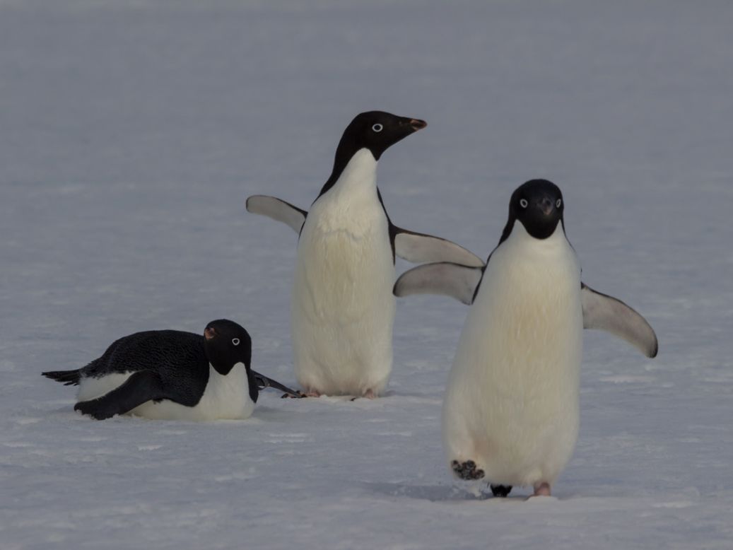 Less than half the size of an emperor penguin, Adelie penguins are one of the  smallest of the Antarctic penguin species. Each October, they build nests of rocks on land near open water. 