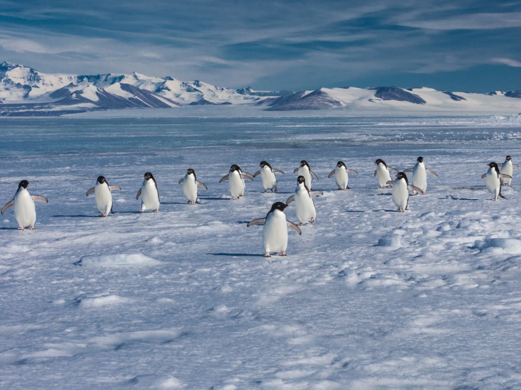 Adelie penguins face the same climate change dangers as emperors, such as reduced habitat and a diminishing food supply. However, due to their larger population, they're currently less at risk. 